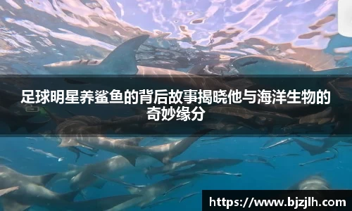 足球明星养鲨鱼的背后故事揭晓他与海洋生物的奇妙缘分